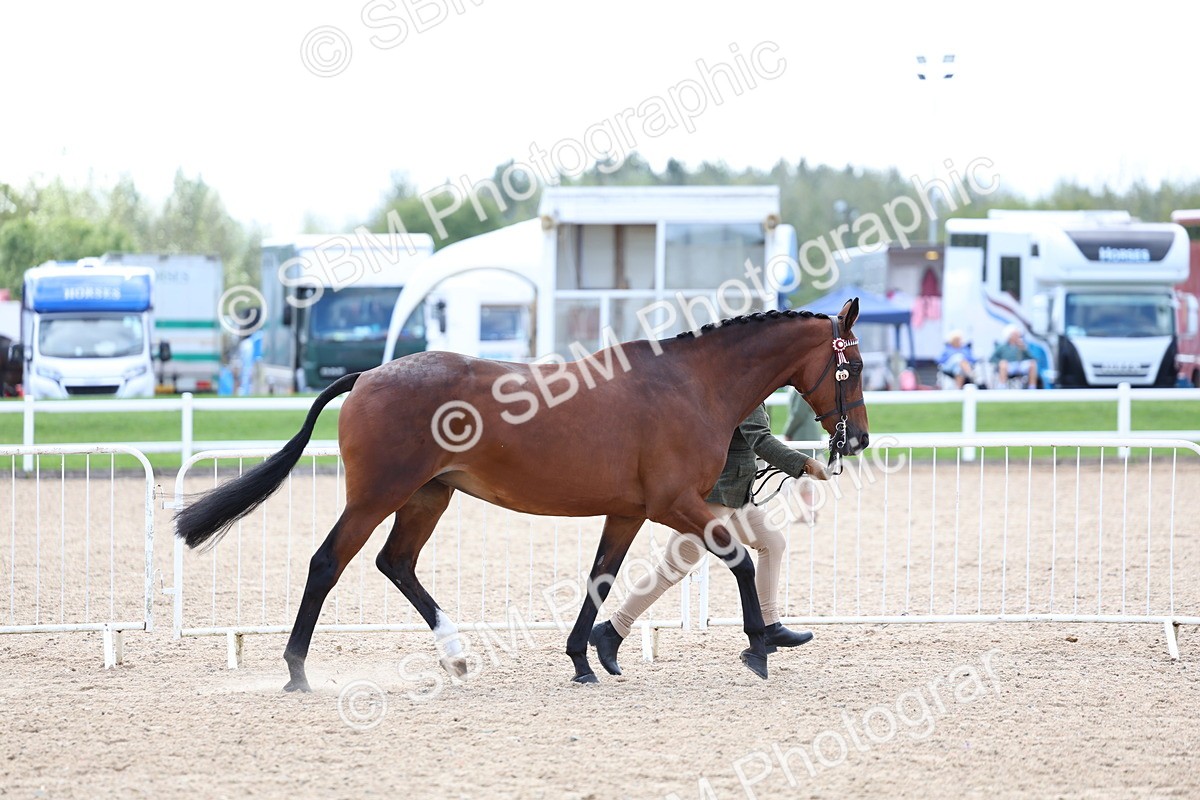 SBM_15331 - Class 312 - IH Competition Horse-Pony
