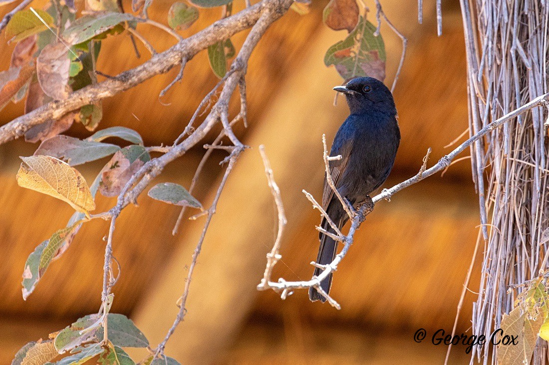 Bird Southern Black Flycatcher - South Africa - Limpopo