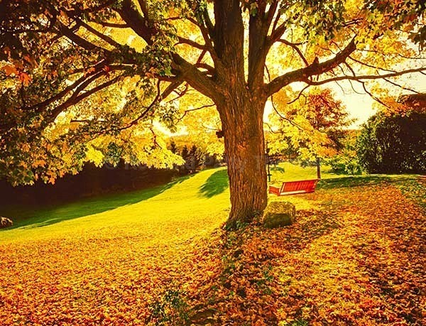 Istock #21533015 - Autumn Colors all over North America