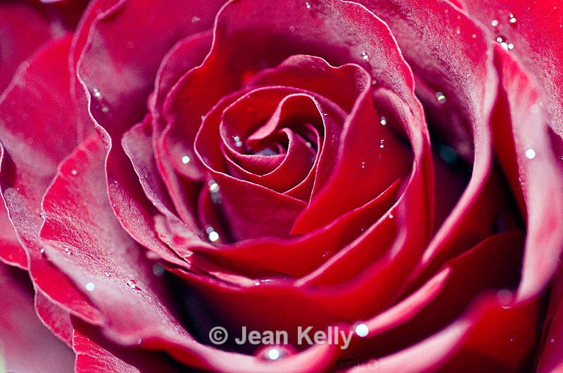 Flower - 3426 - Red