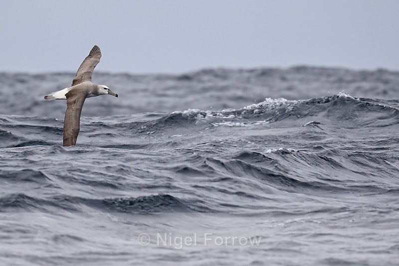 Shy Albatross flying, rough sea, South Africa - Shy Albatross