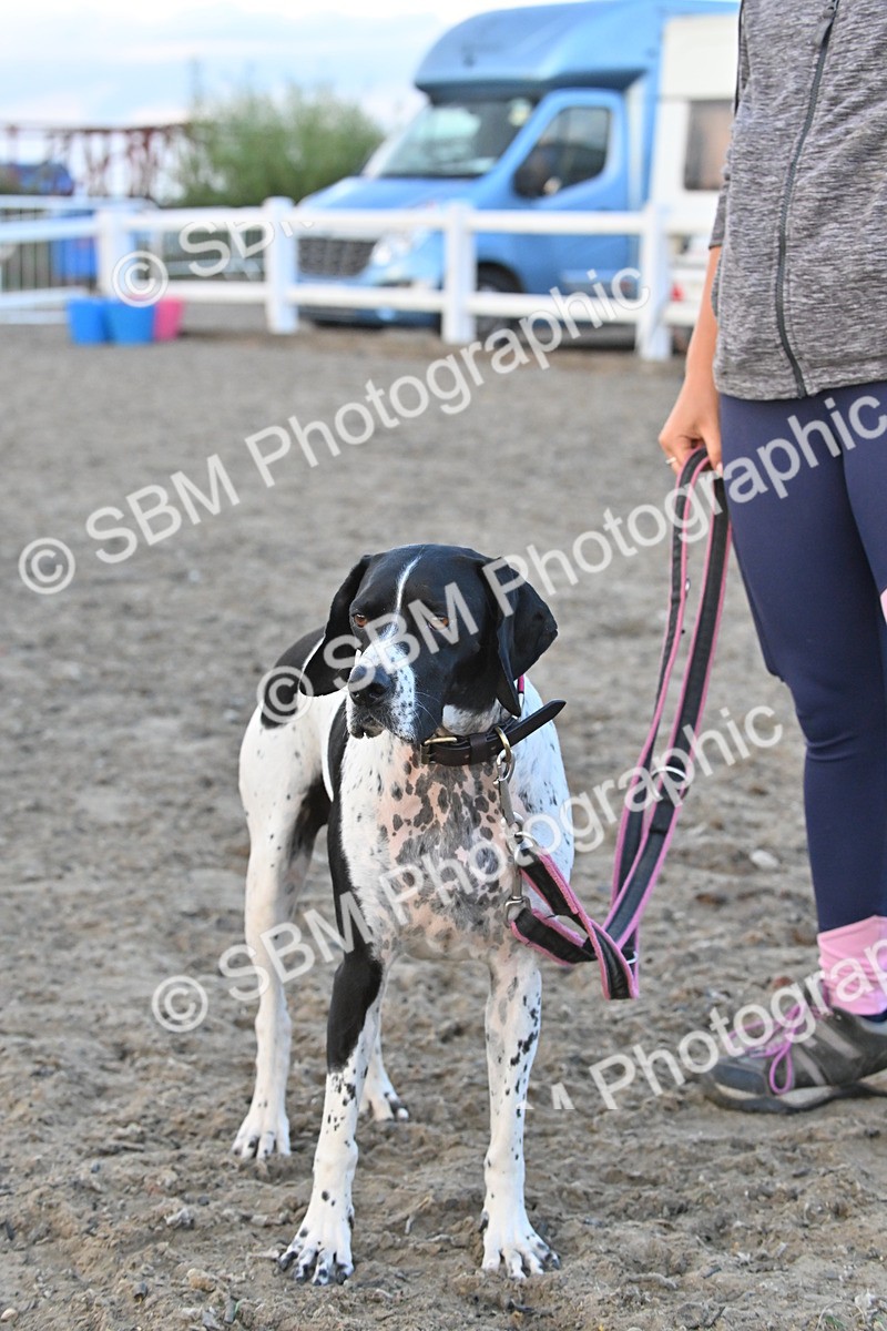 SBM_09582 - Lorry Dogs