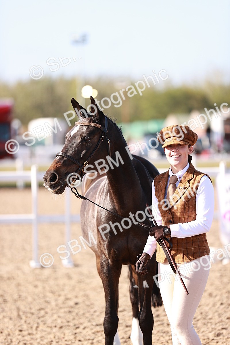 SBM_22020 - Class 702 - IH Show Horse-Pony