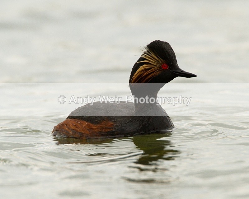 20110416-IMG_3913 - Black-necked Grebe
