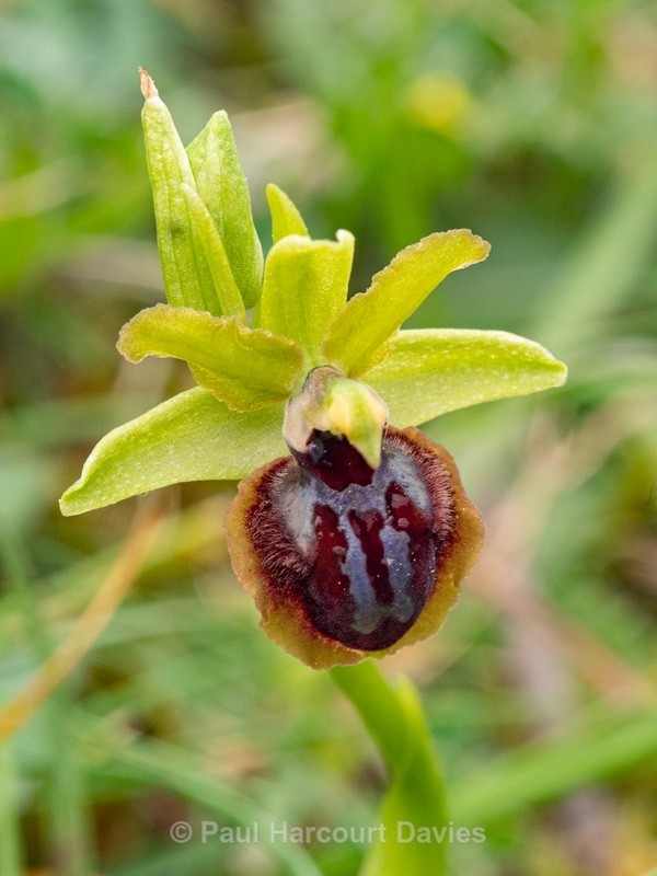 Gargano Ophrys (Ophrys sphegodes ssp.  ssp passionis.. also O. garganica, O. passionis) - Gargano - Wild Orchids