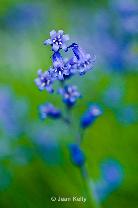 Flower - 4811 - Blue