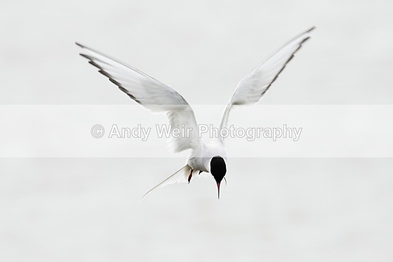 20180530-Cemlyn8E0A6765 - Terns