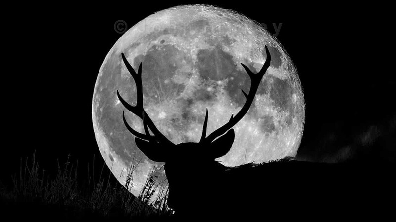 Wild Stag silhouetted with a full moon - Extraordinary Black-and-white Photographs