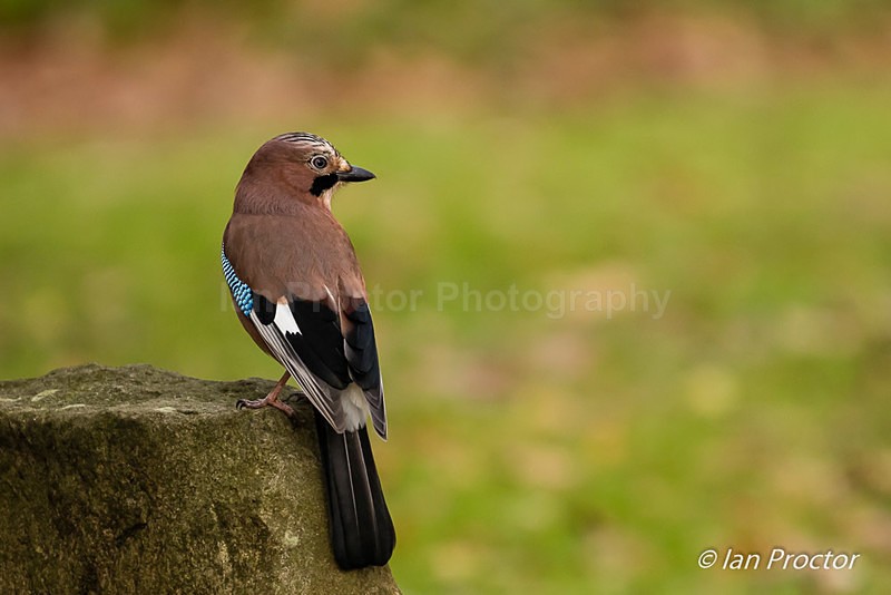 Jay Sitting Pretty - Nature