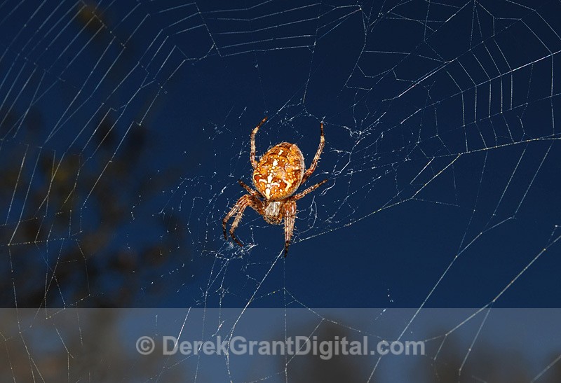 Oh, What a Tangled Web We Weave - Spiders of Atlantic Canada