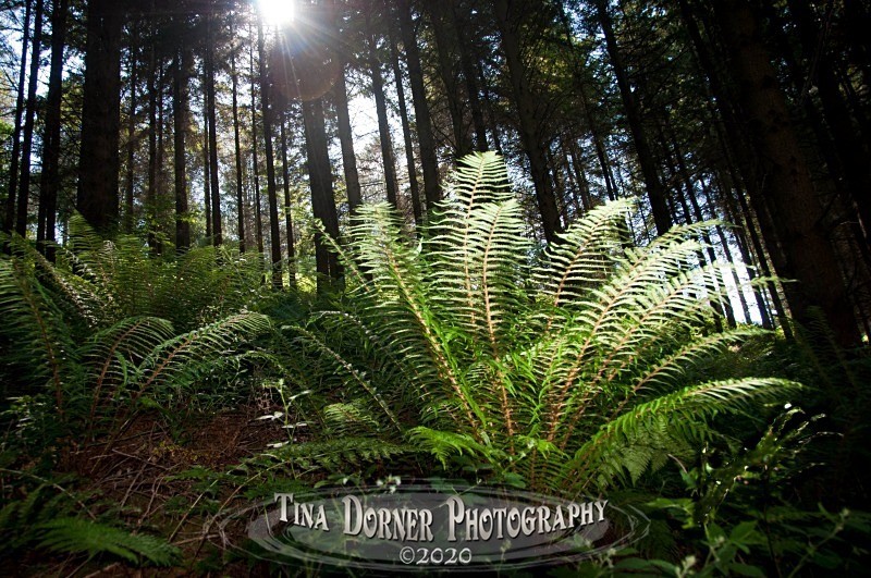 Forest Fern from Plant and Flower Portfolio by Tina Dorner Photography