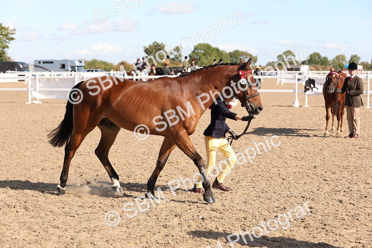 SBM_12836 - Class 205 - IH Show Pony - Show Hunter Pony