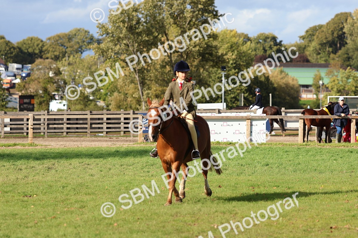 SBM_52493 - S13 - Pony Club Pony