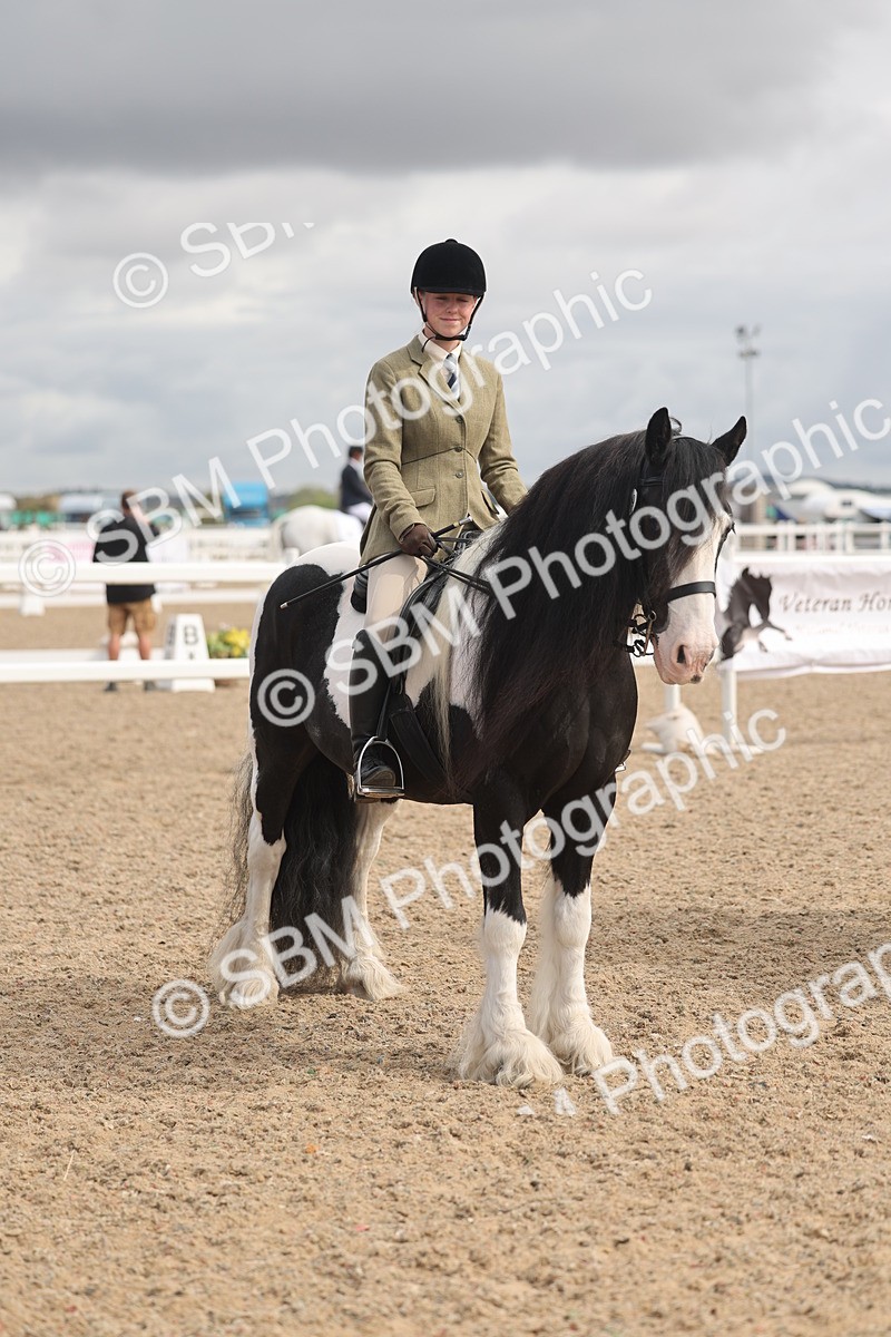 SBM_04436 - Class 18 - Handsomest Gelding (IH or Ridden)