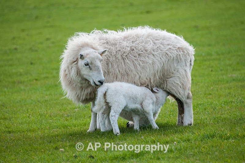 ACP_3482-1 - Sheep