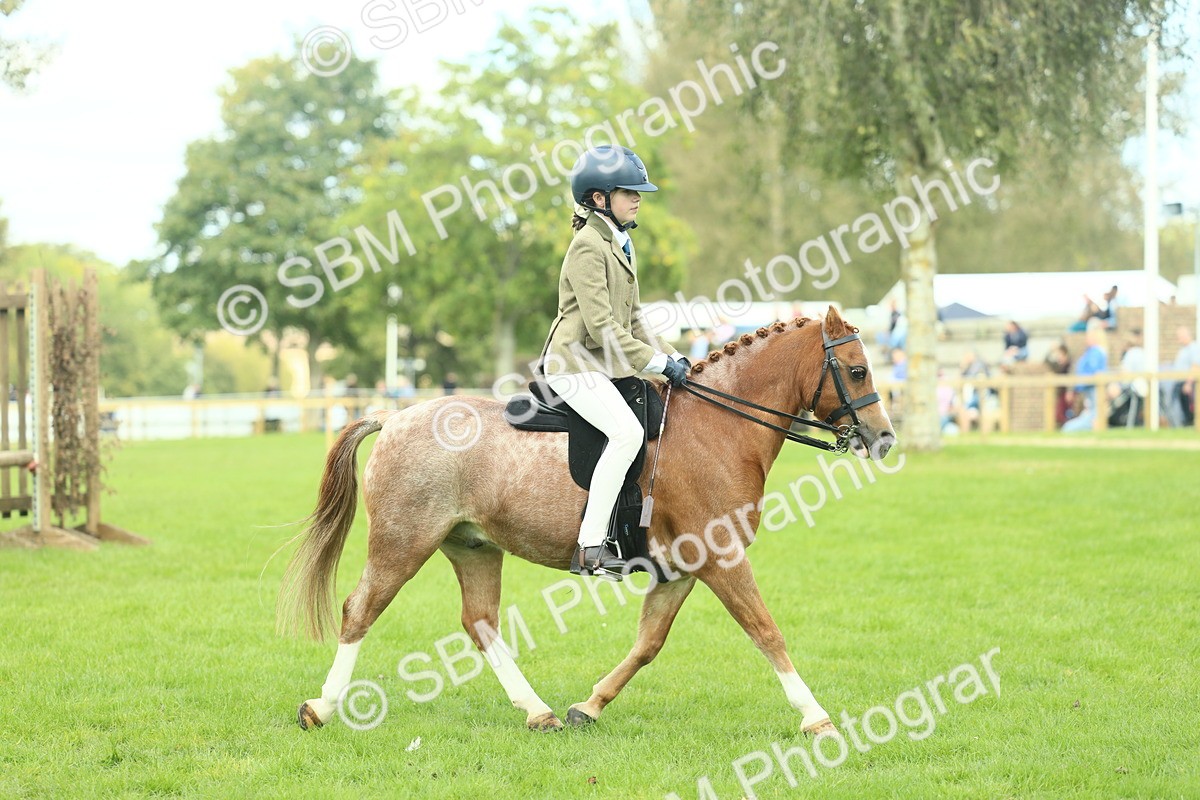 SBM_44664 - S31 - Working Hunter Pony