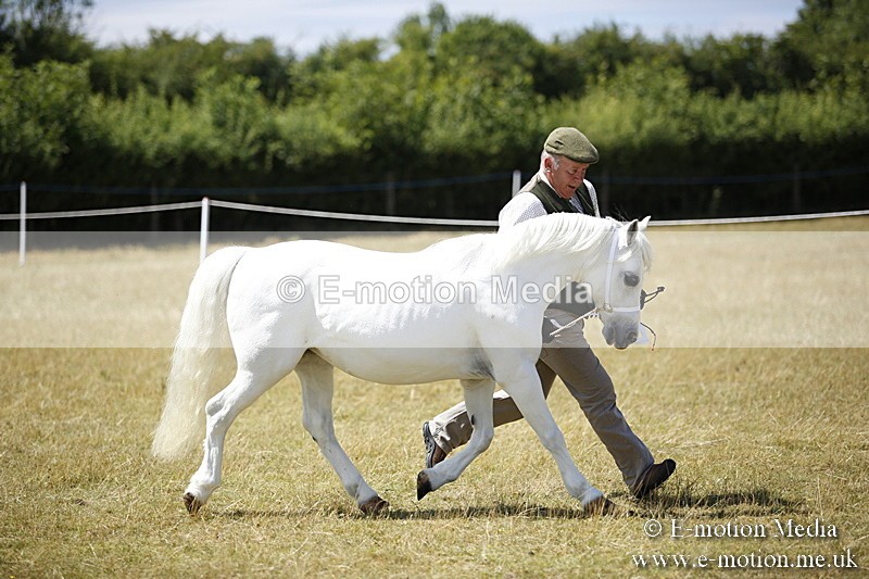 _C7A0192 - In Hand Championship BVRC Show 2018