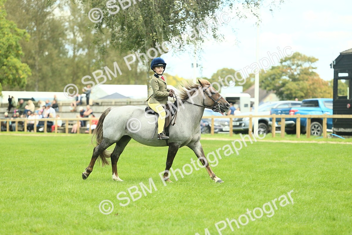 SBM_42768 - S30 - M&M Working hunter Pony