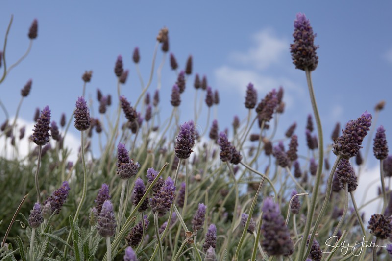 Lavender Flowers