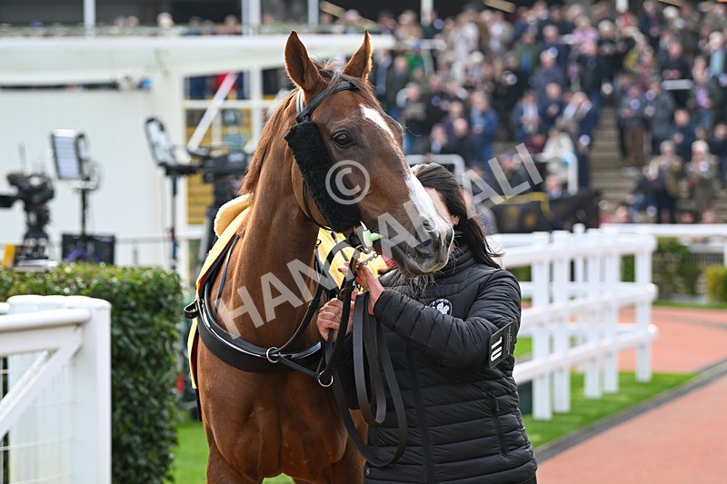 161124-Race 1-Paddock-Prairie Angel-9075 - Race 1