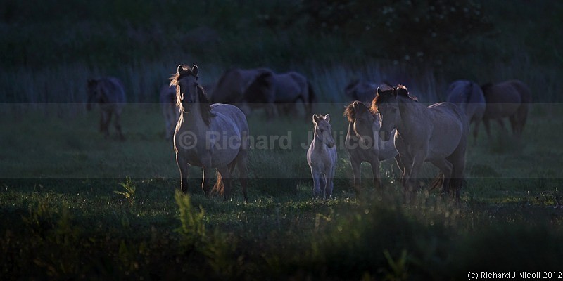 Konik (Equus caballus) family at sunrise - Konik Pony (Equus caballus)