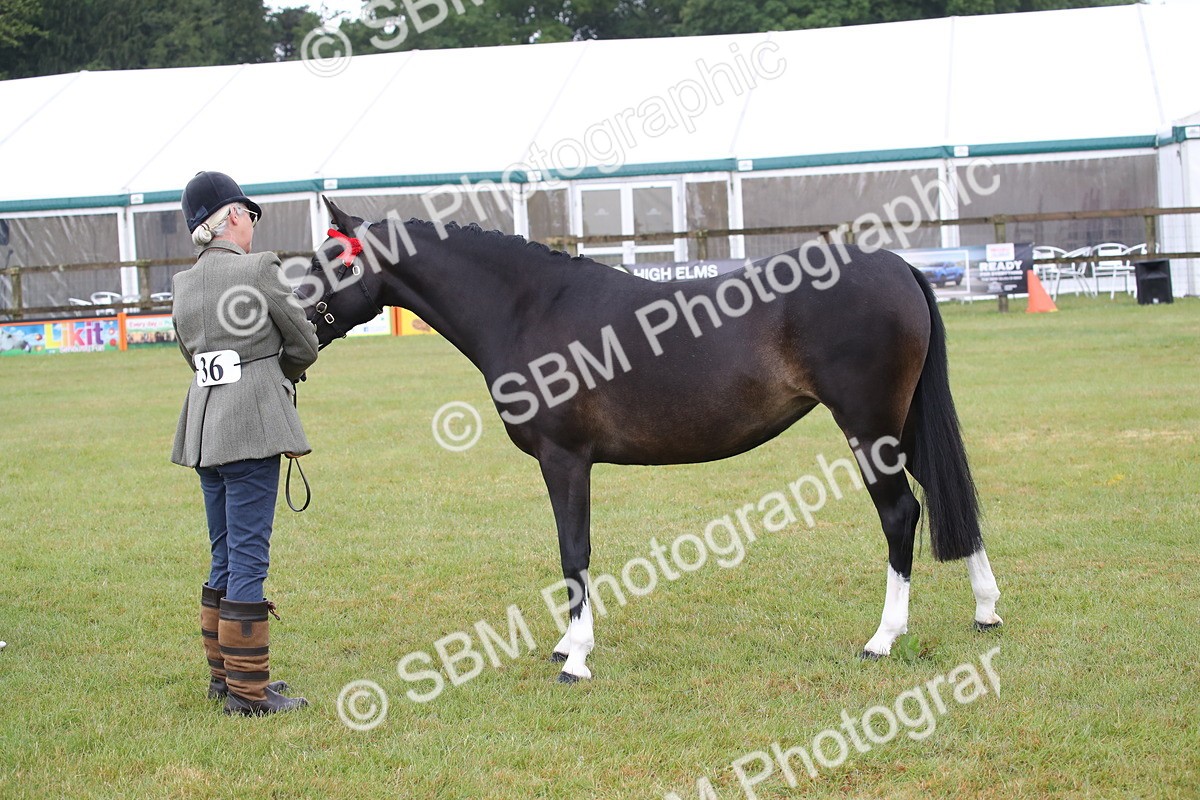 SBM_00075 - Class 17-20 - Arab & Part Bred - Anglo Arab In Hand