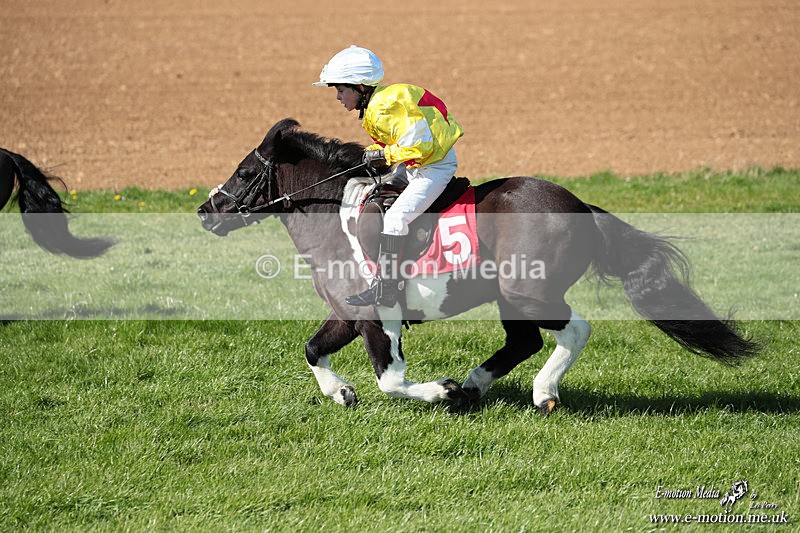 Shet 060426 203 - Shetland Pony Racing Paxford Races Easter Mon 06/04/26