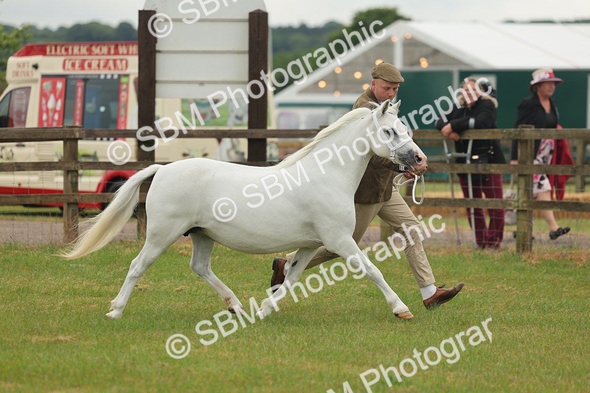 SBM_01533 - Class 50-57 - M&M Welsh Pony In Hand