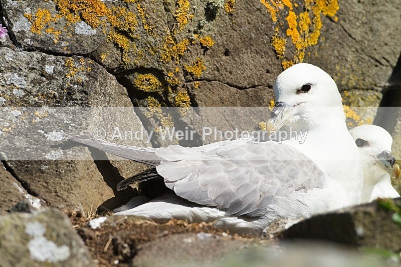 20120531-_MG_9757 - Fulmar
