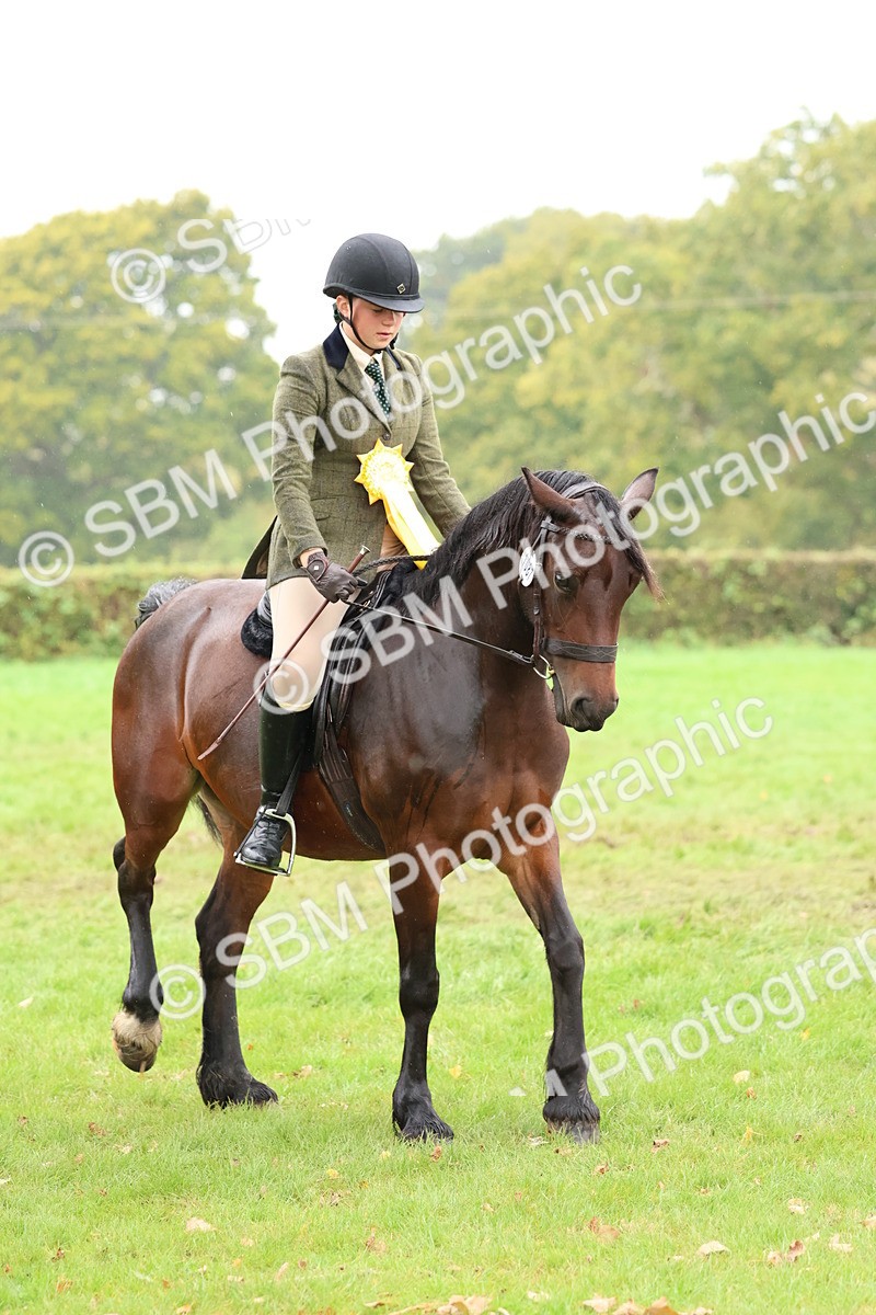 SBM_69759 - S62 - Mountain & Moorland Ridden Large Breeds