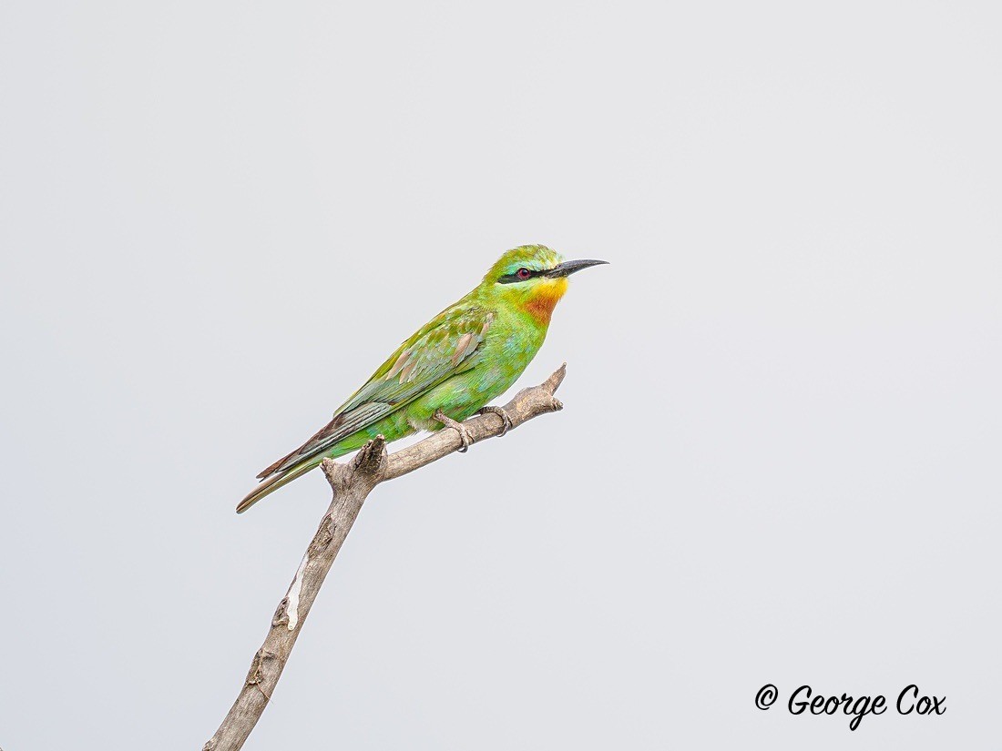 Blue-cheeked Bee-eater - Gambia 2025