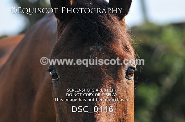 DSC_0446 - ARCHIVE REQUEST - Quincy and Guinness