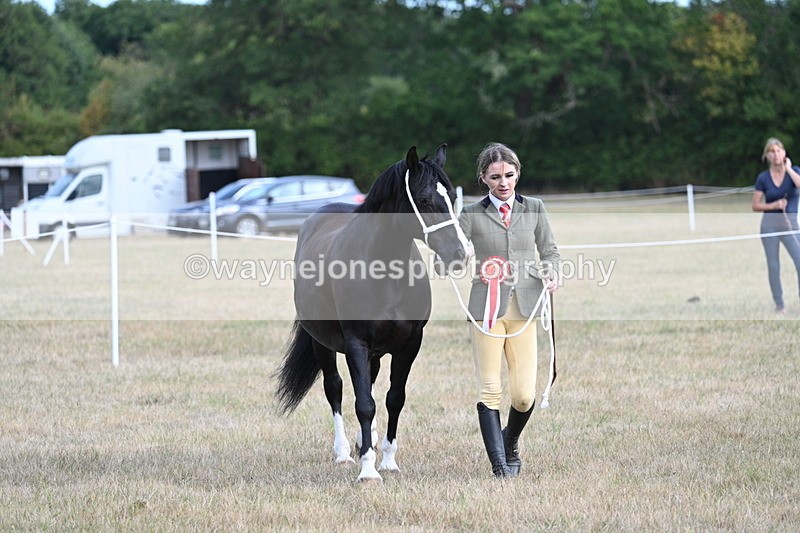 WJ7_8300 - In-hand Championship