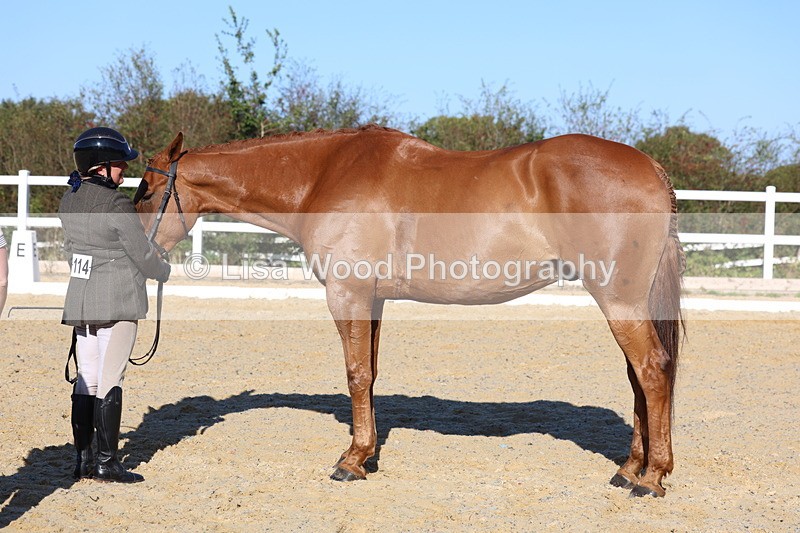 3E7A5214 - Class 7: Novice Ridden Hunter/Hack/RH/Cob