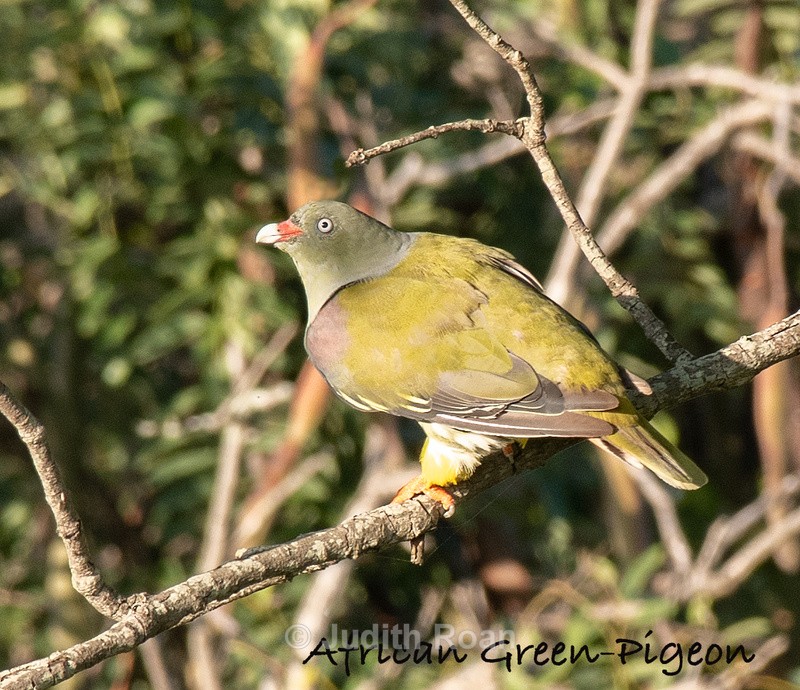  - South Africa Birds and Mammals