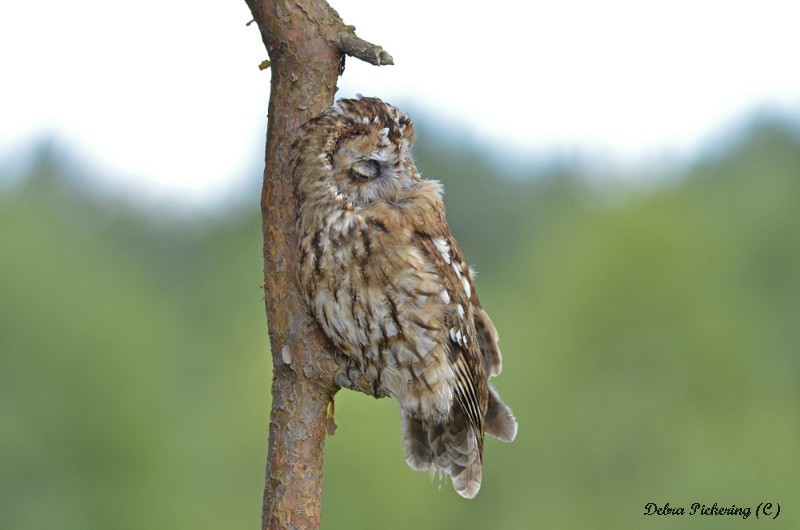 Tawny Owl - Owls