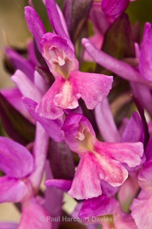  - Orchids - Dactylorhiza