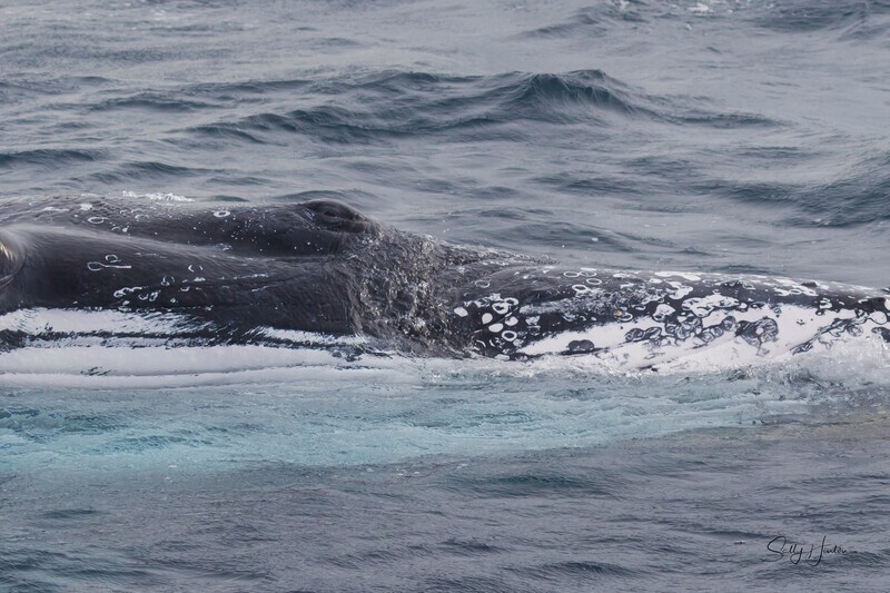 Humpback Eye 1. 0A3A0628 - 2025 Whales