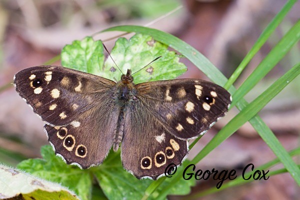 Speckled Wood