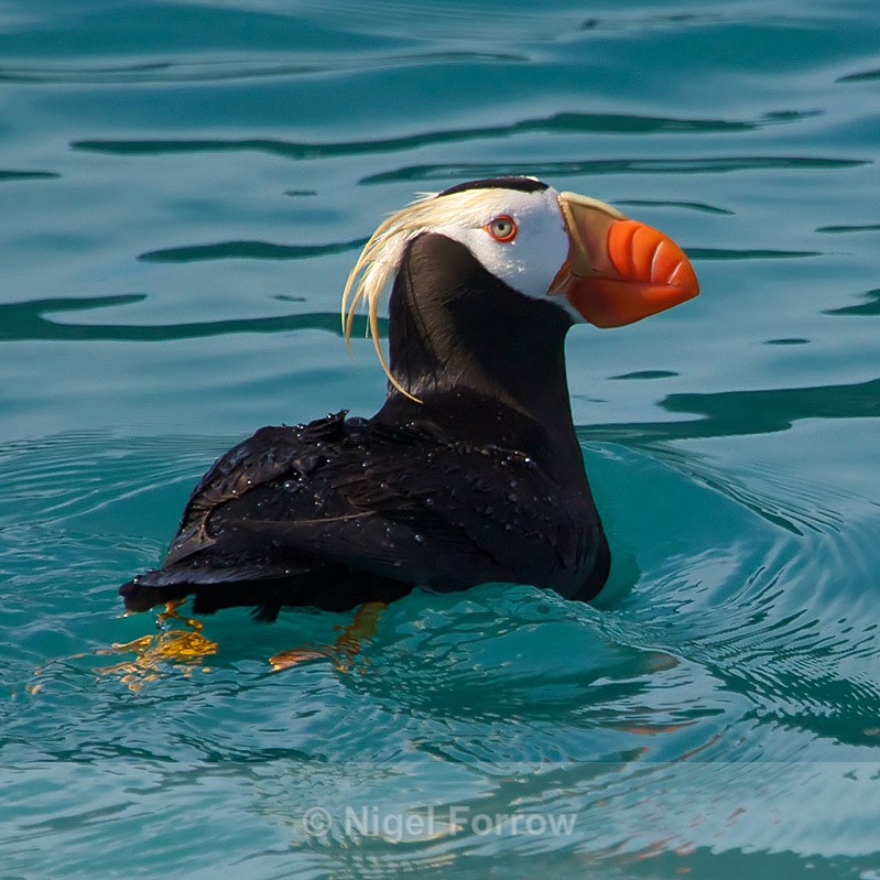 Tufted Puffin swimming on the water in Resurrection Bay