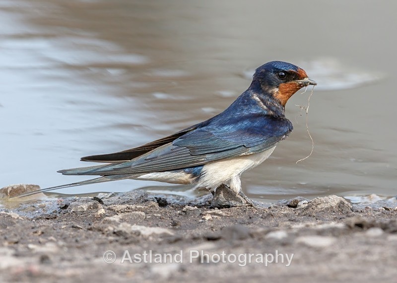 Astland Photography, Bird and Wildlife Images, Susan and Peter Wilson, U.K.