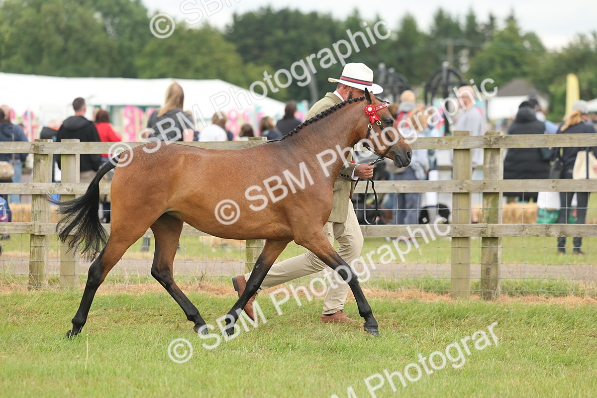 SBM_05450 - Class 68-73 - Riding Pony Breeding