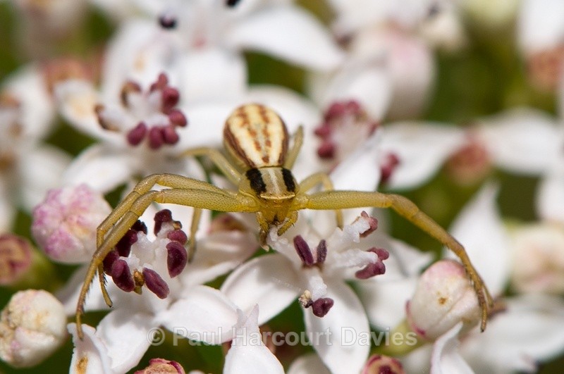  - Bugs: Spiders