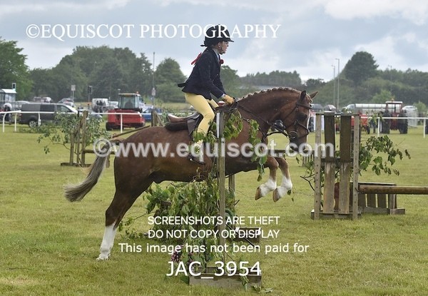 JAC_3954 - 55cm WORKING HUNTER