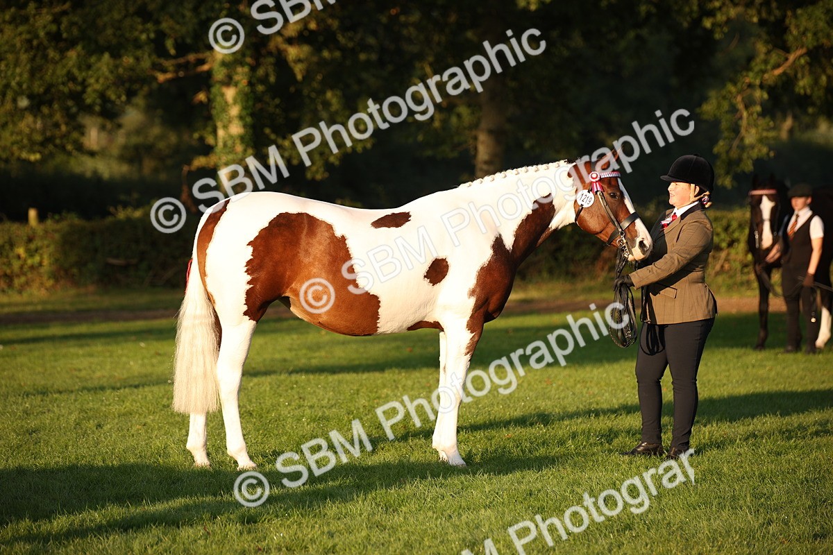 SBM_56854 - S49 - Riding Horse & Hack & Thoroughbred In Hand