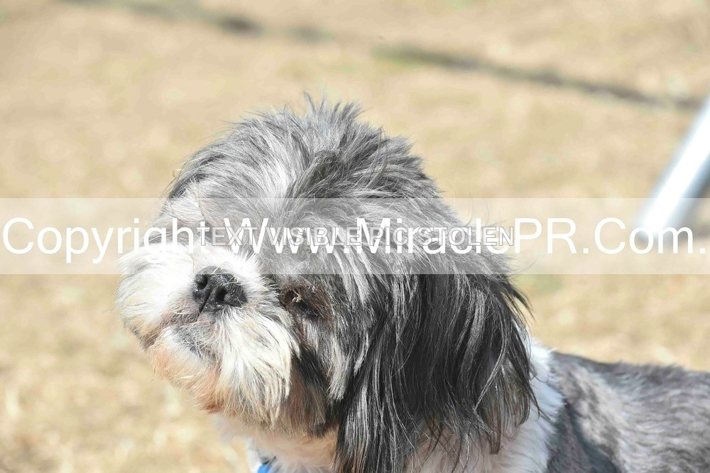 SH4_0093 - Dog show.