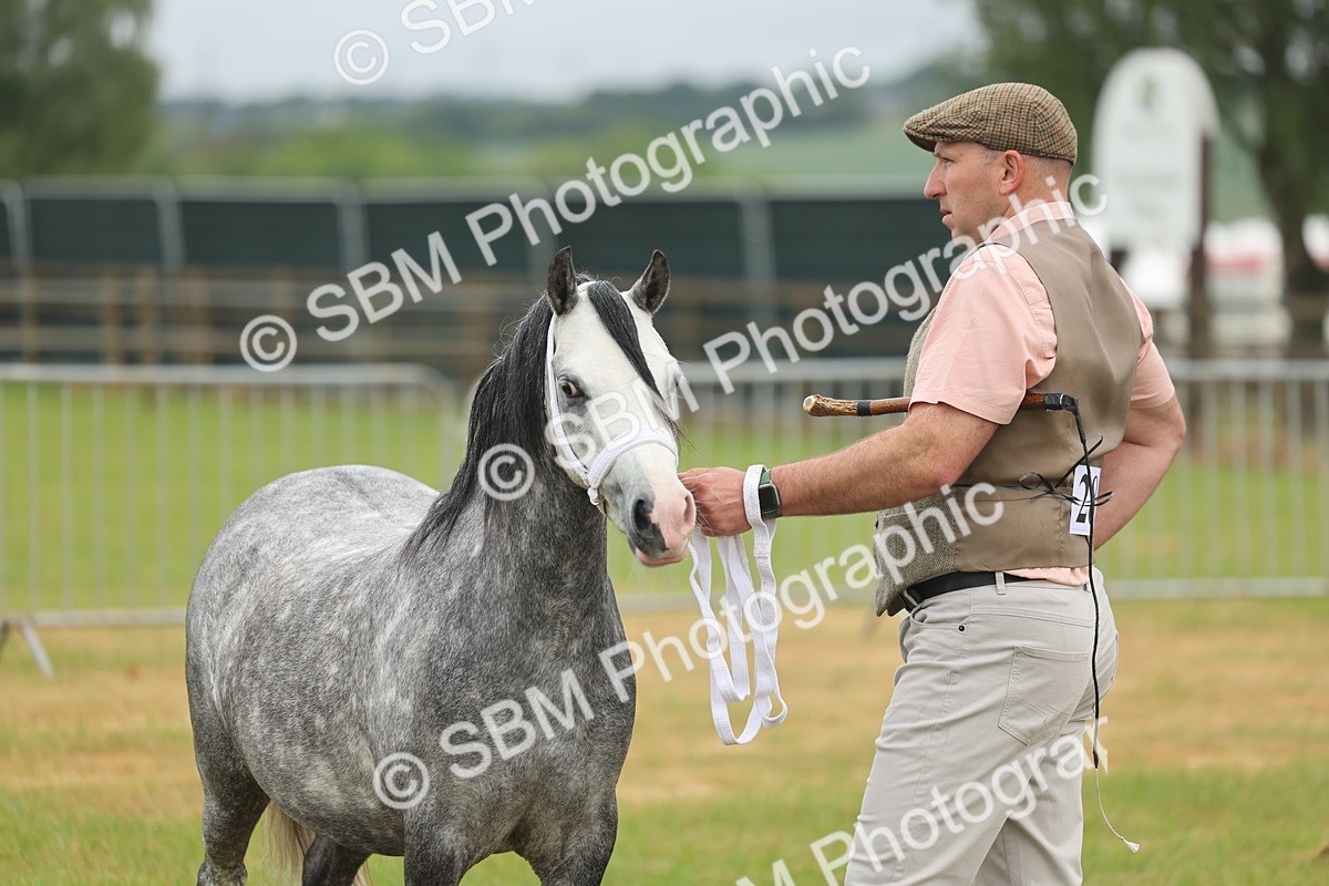 SBM_01365 - Class 50-57 - M&M Welsh Pony In Hand