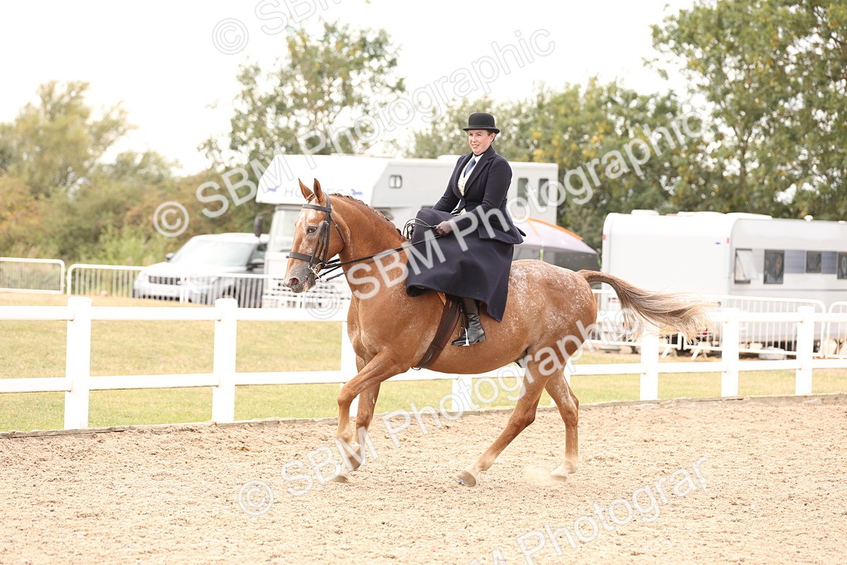 SBM_16420 - Class 211 - Best Side Saddle Horse - Pony