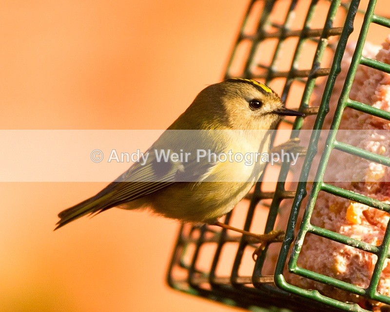 20110308-IMG_1848 - Wren & Goldcrest