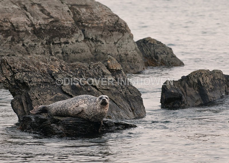 Common seal - Wildlife